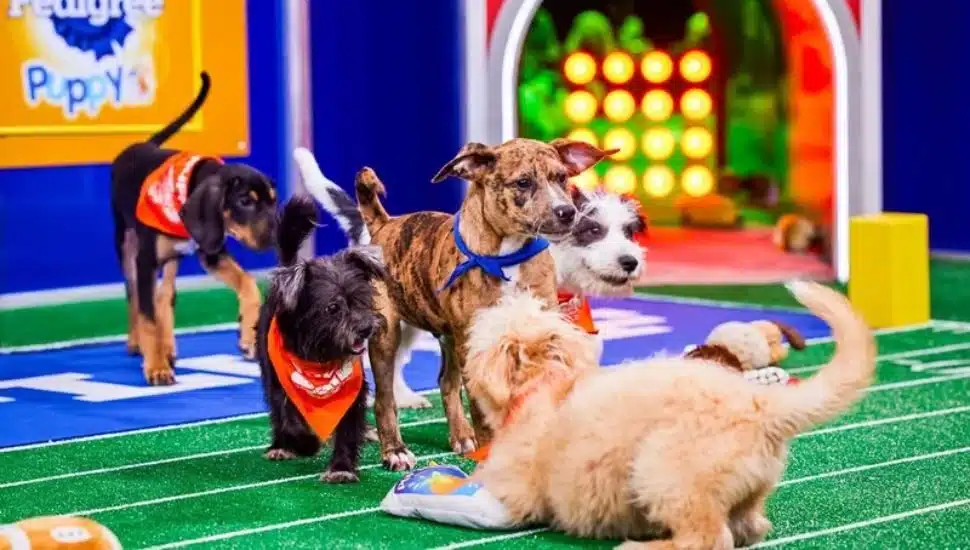 puppy bowl