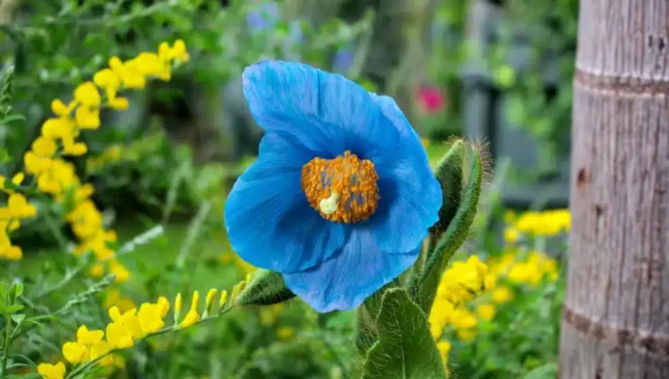 Once Considered a Folktale, These Rare Flowers Are Back in Bloom at Longwood Gardens, But Not For Long