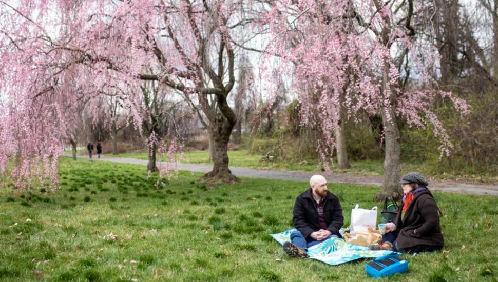 cherry blossoms