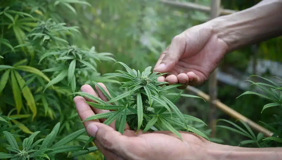 armer checking marijuana or cannabis plantation in greenhouse.