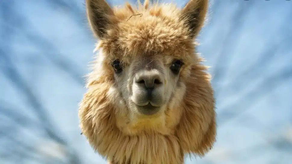 pet expo alpaca