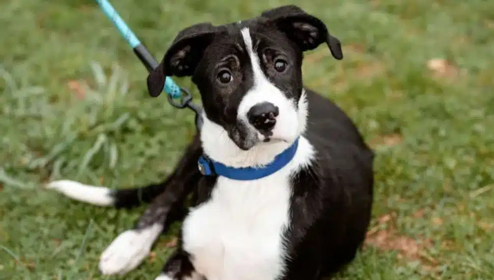 One of the dogs rescued that is now at the BVSPCA.