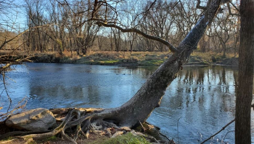 trees along a river