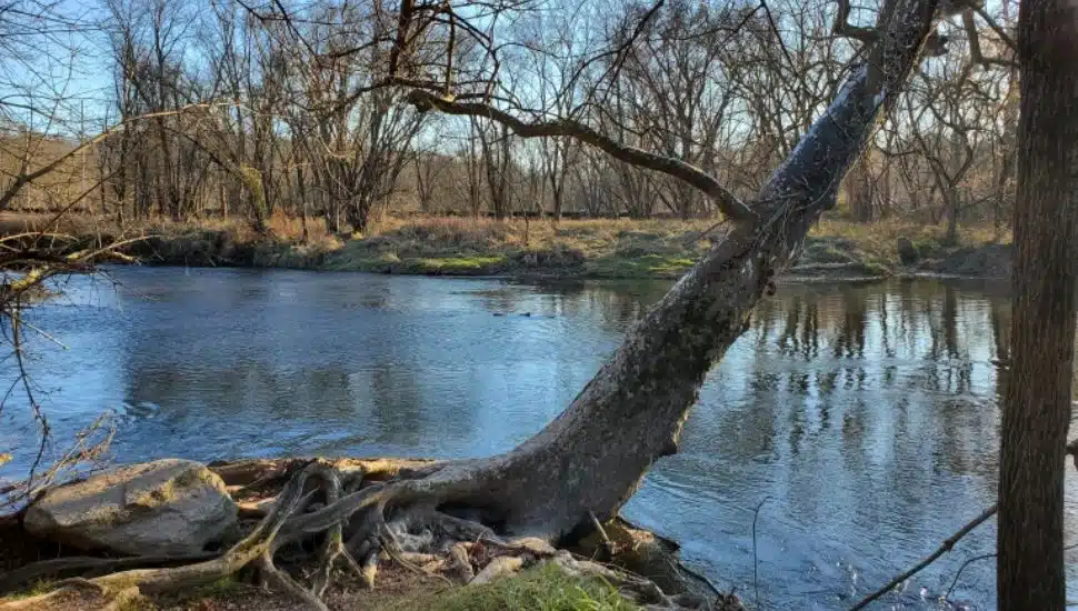 trees along a river