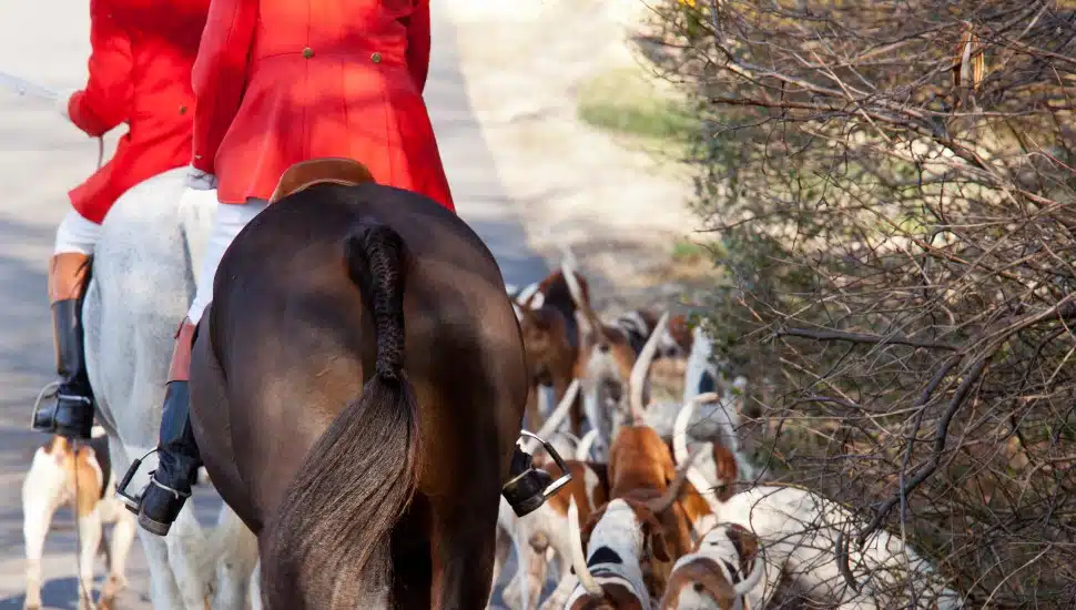 Cochranville Fox Hunter is a Quiet Legend