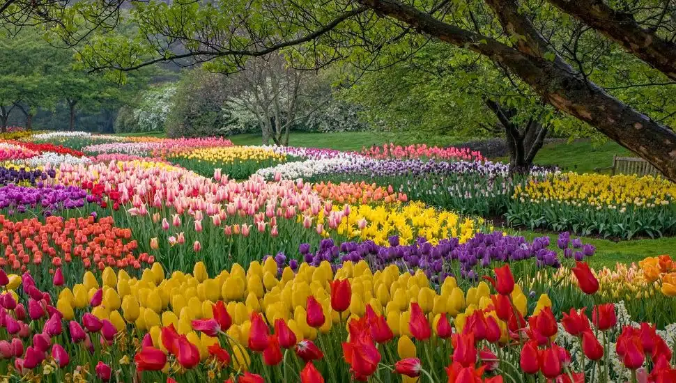 flowers at Longwood Gardens