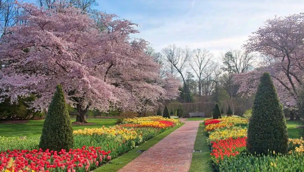 Now Is Perfect Time to See Tulips in Peak Bloom At Longwood Gardens