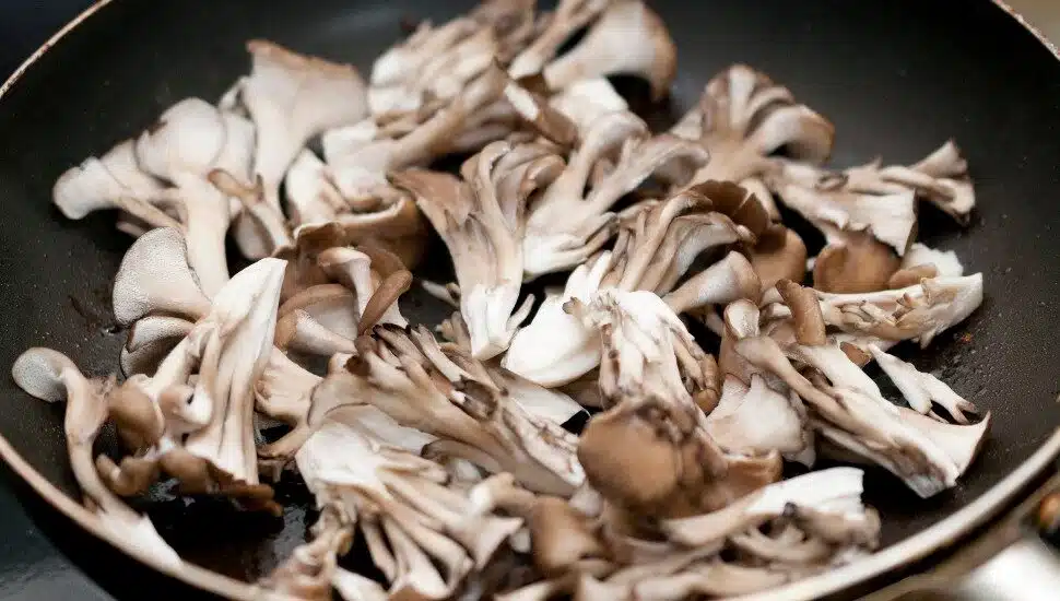 Kennett Square-Grown Mushrooms the Influence for Meat Alternatives at Local Restaurants
