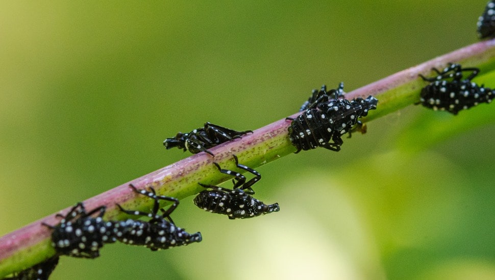 ‘They’re Here’: Returning to Pennsylvania, Here’s What To Do About Young Spotted Lanternflies