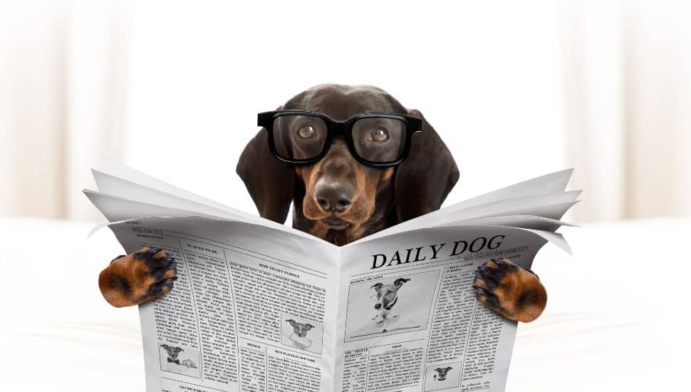 Unlock Your LinkedIn Potential: Say Goodbye to Paragraphy and Embrace Skim & Scan