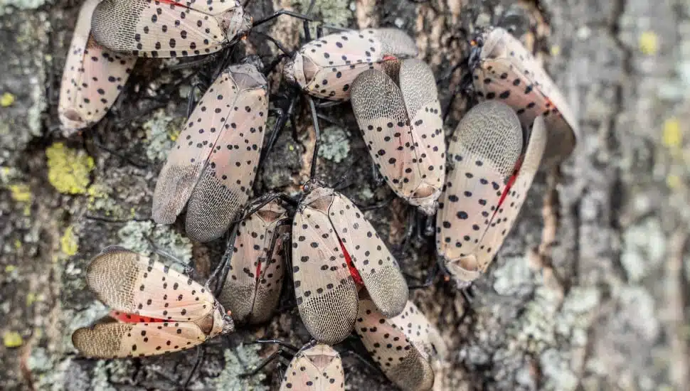 Researchers in Delaware Find Potential Solution for Dealing with Spotted Lanternflies