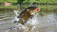 chug bait on jumping smallmouth bass