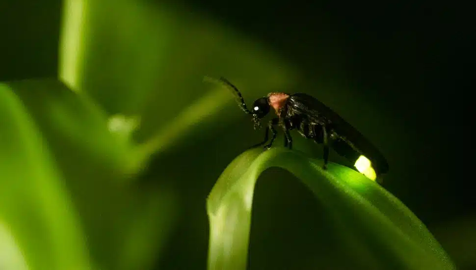 Where Are All the Fireflies in Chester County?