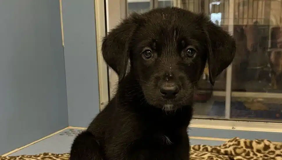 puppy