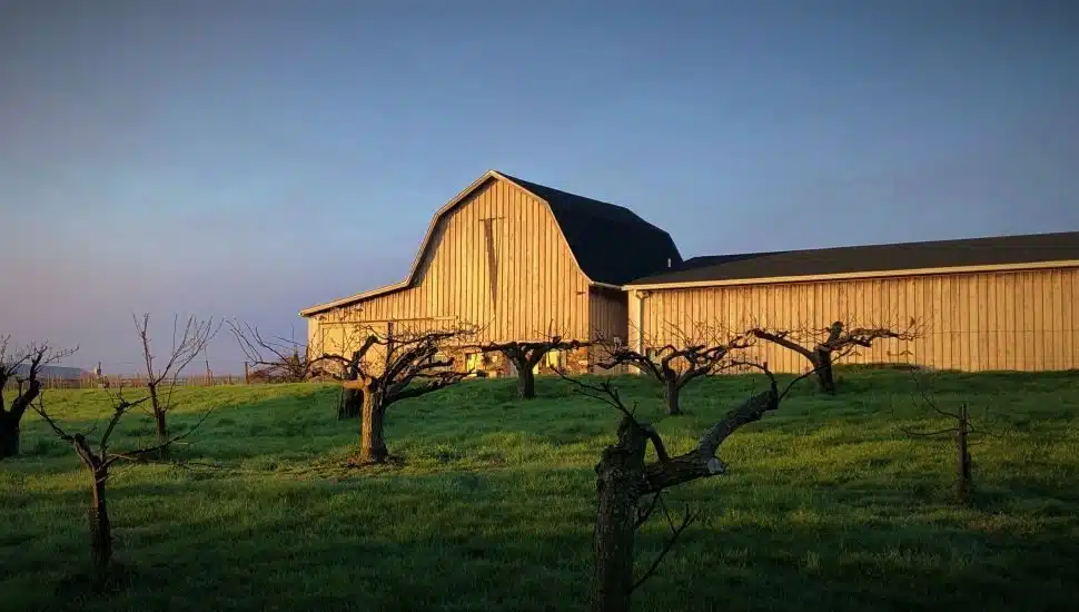 Va La Vineyards in Avondale.