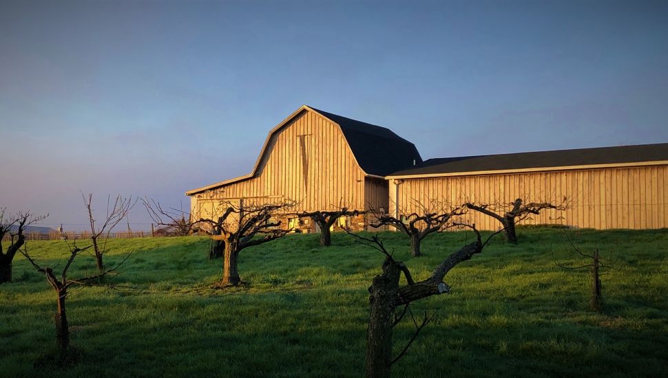 Va La Vineyards in Avondale.