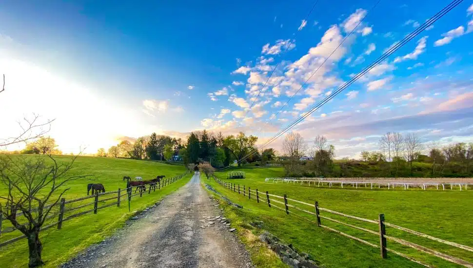Maui Meadow Farm