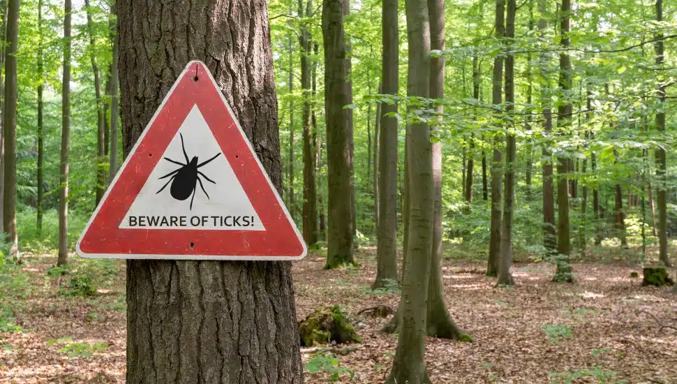 Ticks