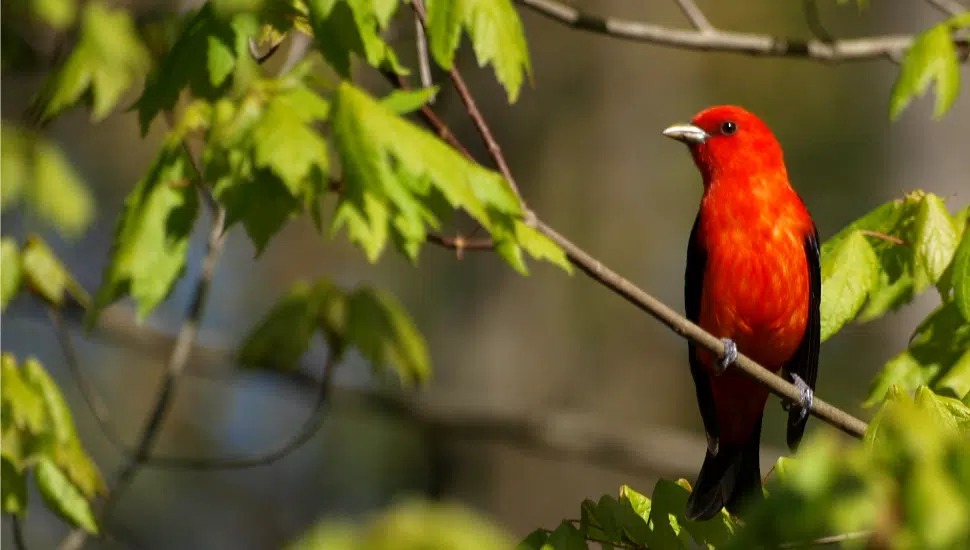 bird sitting on tree branch