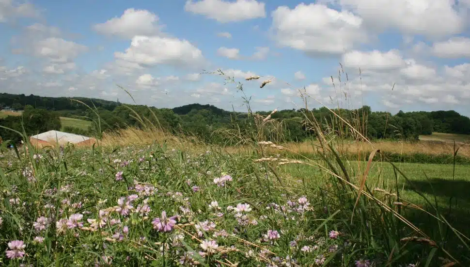 Field in Chester County.