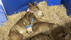twin foals New Bolton Center