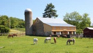 horses grazing in a field with a barn and silo behind them