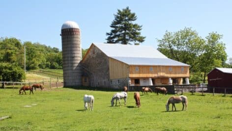 horses grazing in a field with a barn and silo behind them