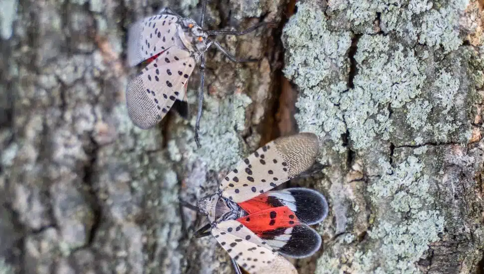 spotted lanternflies