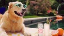 Dog sitting by pool with sunglasses next to canned cocktail and glass full of drink with grapefruit next to it