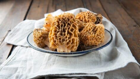 Morchella or morel edible mushrooms on the kitchen table