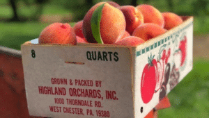 box of Highland Orchards Yellow Peaches