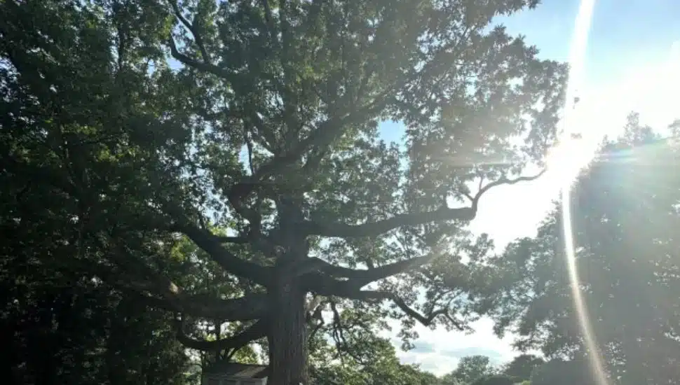 400-year-old tree before it fell