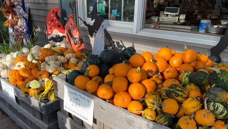 pumpkins at the Colonial Gardens in Phoenixville