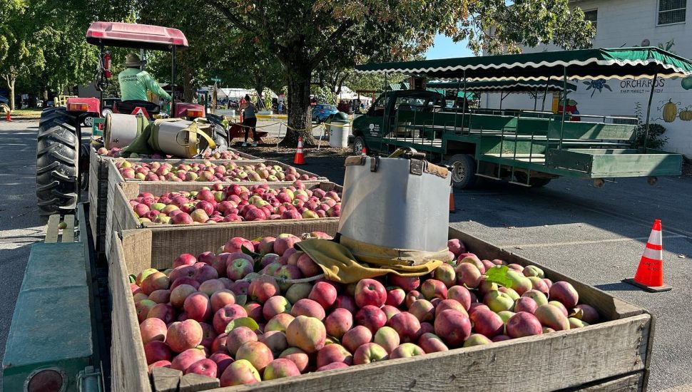 Highland Orchards apples