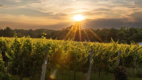 Penns Woods Winery vineyard