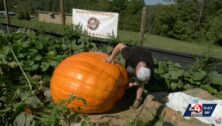 Ryan Cook Checks on his giant pumpkin