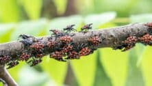 Spotted Lanternfly nymphs on Sumac Tree in Berks County, Pennsylvania