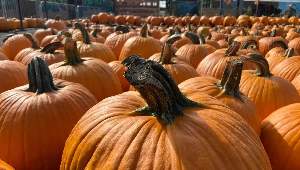 bunch of pumpkins