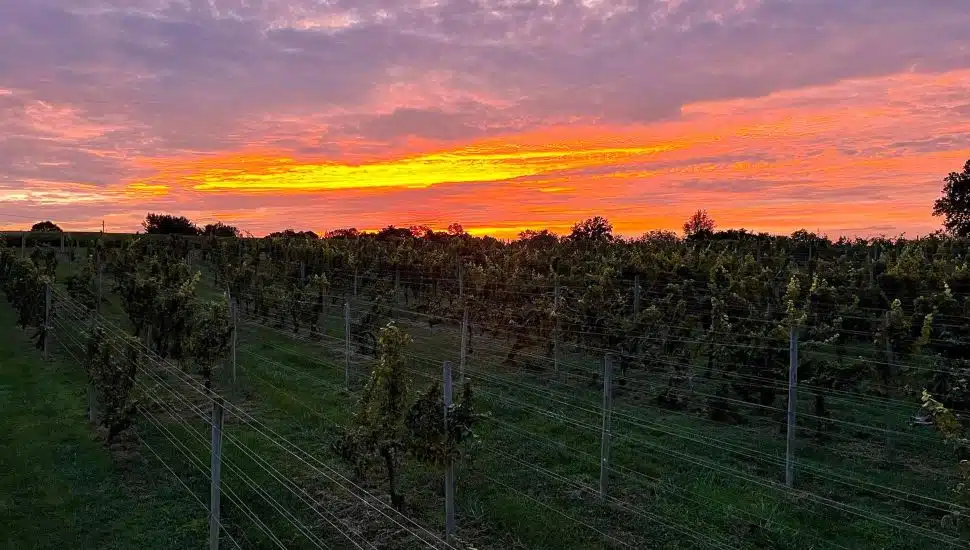 The Acadian Wine Company vineyard