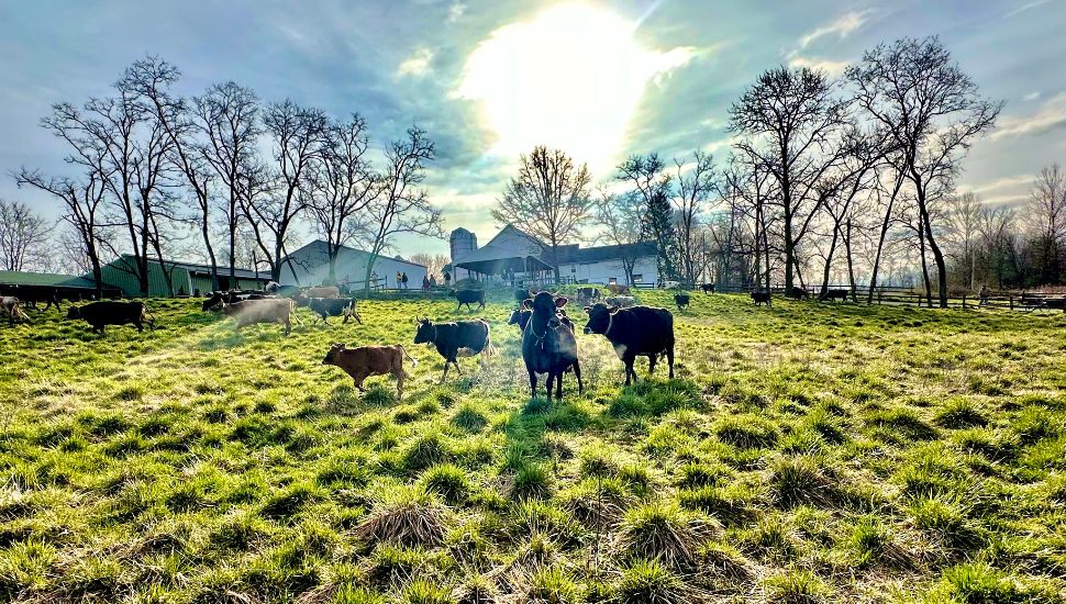 cows on farm in Chester County
