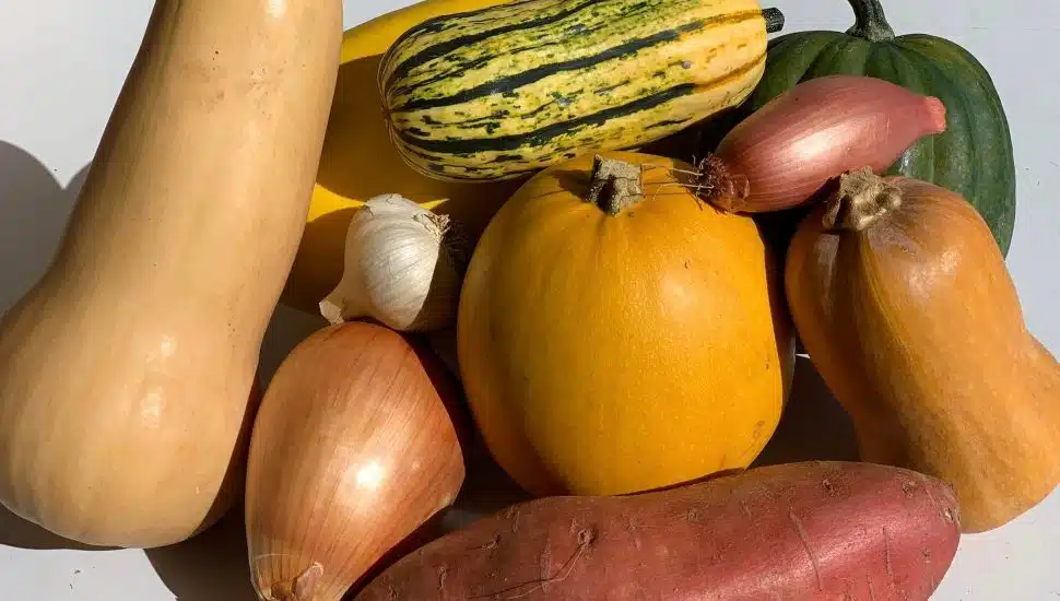 Baily's Dairy squashes