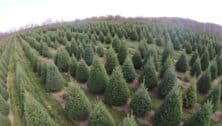 view of one of the Christmas tree farms in Chester County
