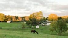 person with horse in field at Gateway Horseworks