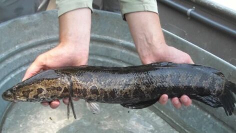 Norther Snakehead