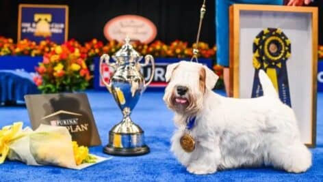 Stache with his winning from the National Dog Show.