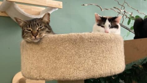 cats at Treetops Kitty Cafe