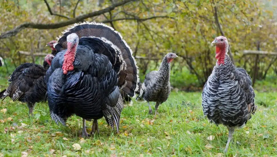 farm turkeys
