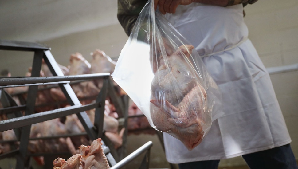 Downingtown, Malvern Turkey Farms Offers Ethically Raised, Sustainable Turkeys This Holiday Season