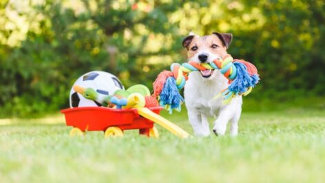 Jack Russell Terrier carrying in mouth colorful dog rope toy