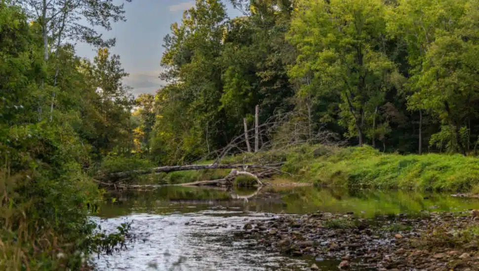 creek and trees